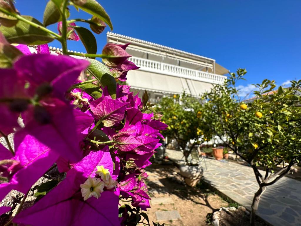 um ramo de flores roxas em frente a um edifício em Kamelia Hotel em Spetses