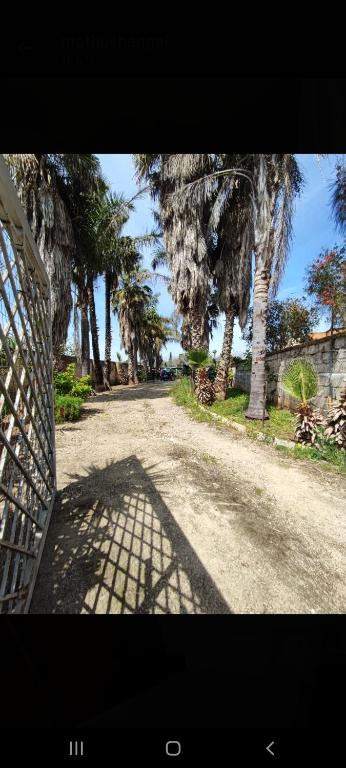 un camino con una valla y palmeras. en casa, en Monteroni di Lecce