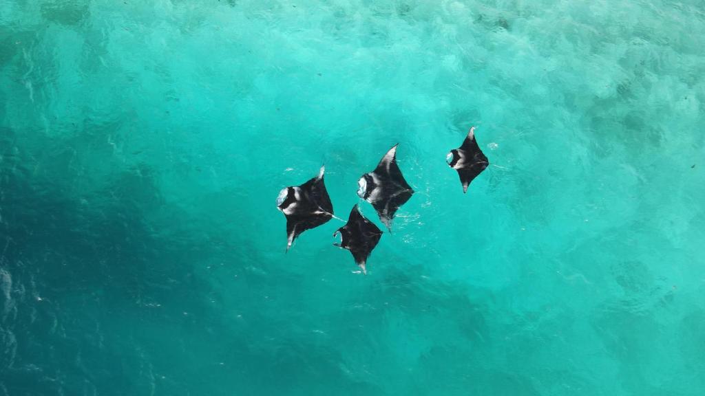 een groep van vier vogels die in het water vliegen bij Thundi Village & Spa in Maalhos