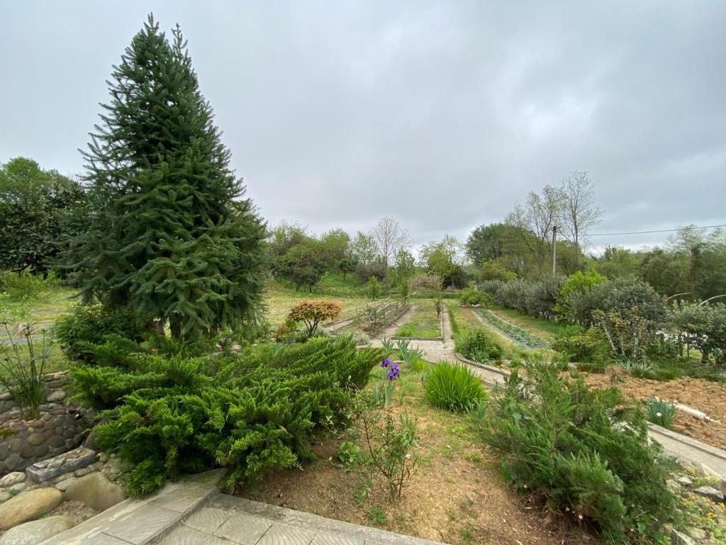 een persoon die door een tuin loopt met een dennenboom bij Lazi-house in Zugdidi