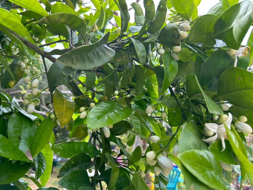 Hôtel Punta e Mare des Chambres ou des Appartements T2 - 13