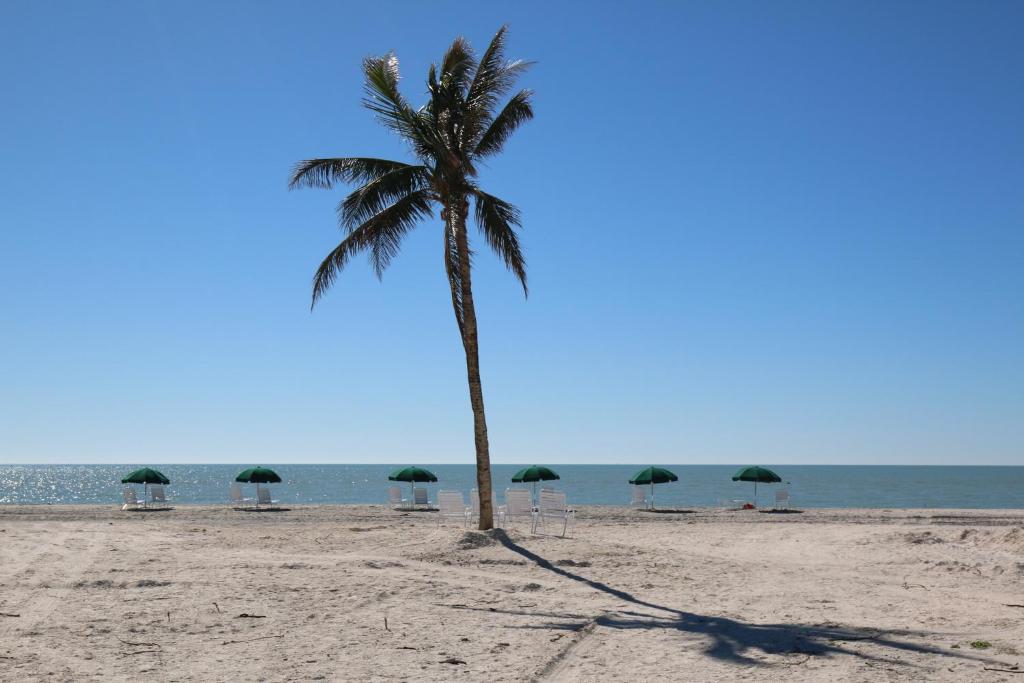 a palm tree on a beach with chairs and umbrellas at Island Inn in Sanibel