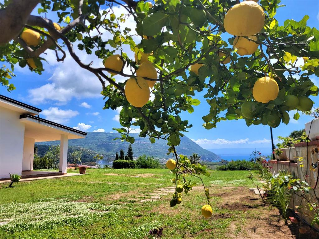 カーポ・ヴァチカーノにあるVilla Faroの家の前のレモンの木