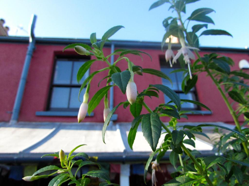 un albero con fiori bianchi di fronte a un edificio di Western House a Llangennith