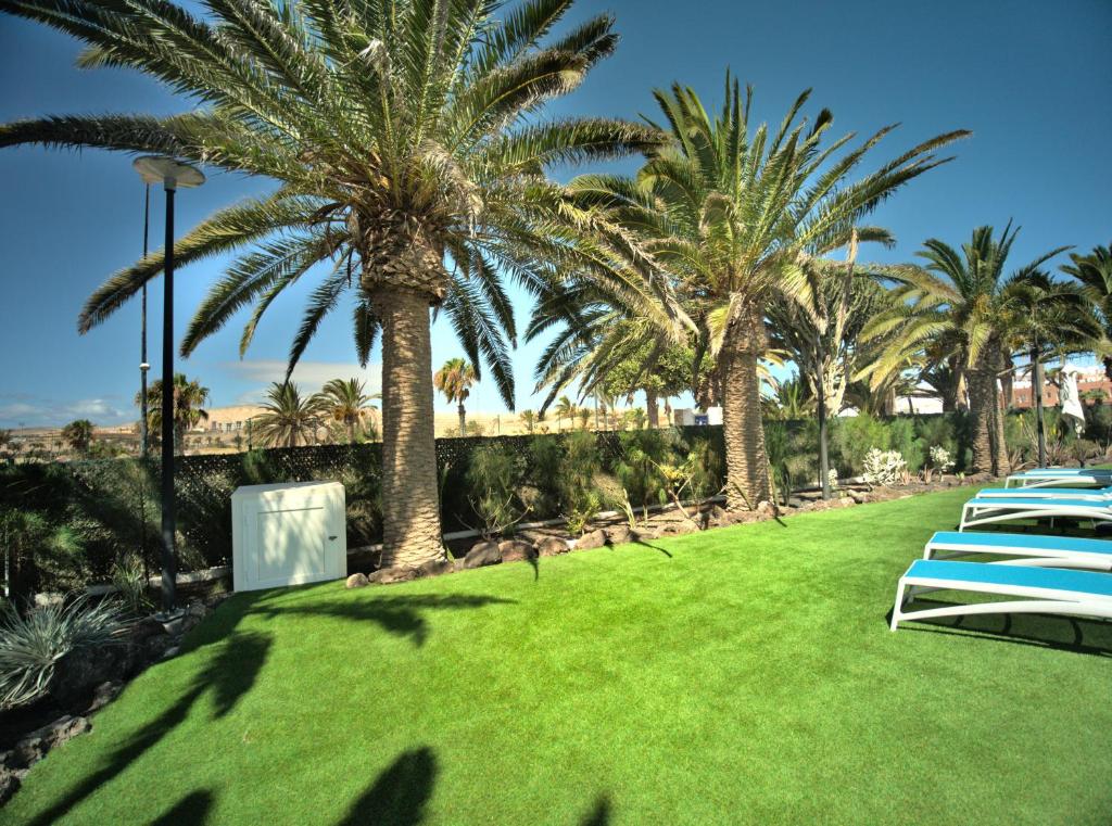 a row of lawn chairs in a park with palm trees at Hotel Taimar in Costa Calma
