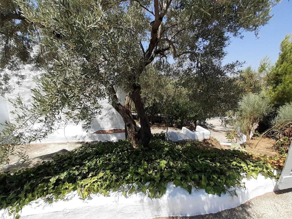 Vonkajšia záhrada v ubytovaní Cortijo típico andaluz en la sierra cerca de Frigiliana de Nerja y de las Playas