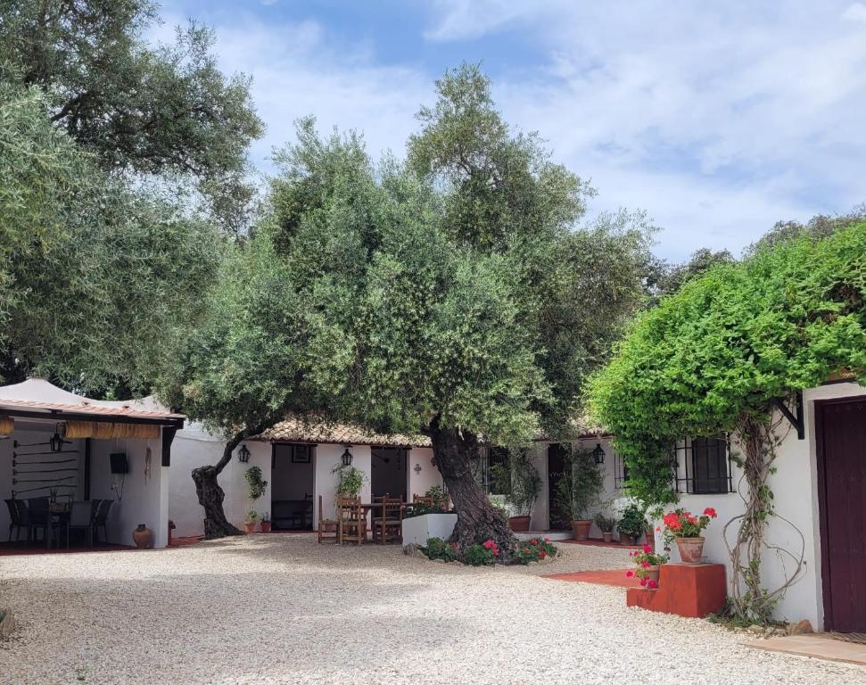 a large tree in the middle of a driveway at Casa Abanto in Ronda