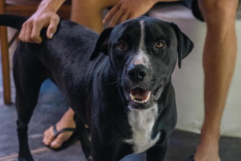 Pet ou pets ficando com hóspedes em Pousada Ilha Verde