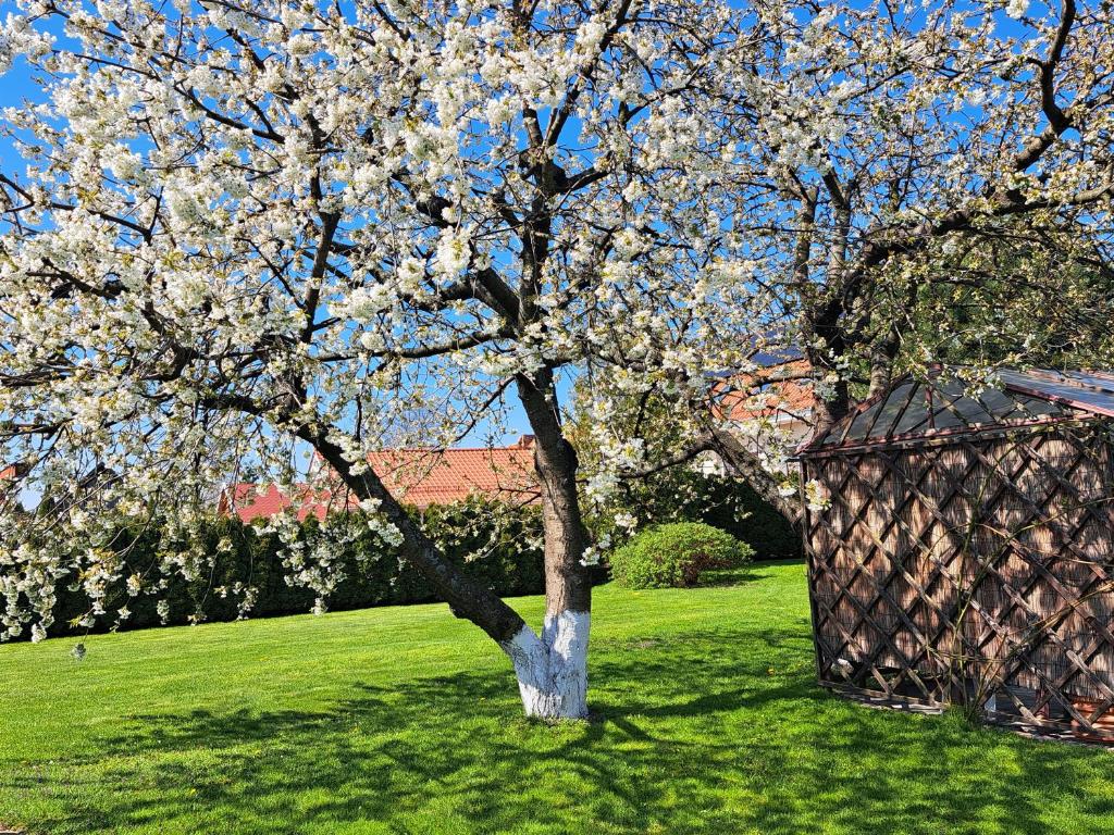 a tree with white flowers on it in a field at Pod czereśniami in Tolkmicko