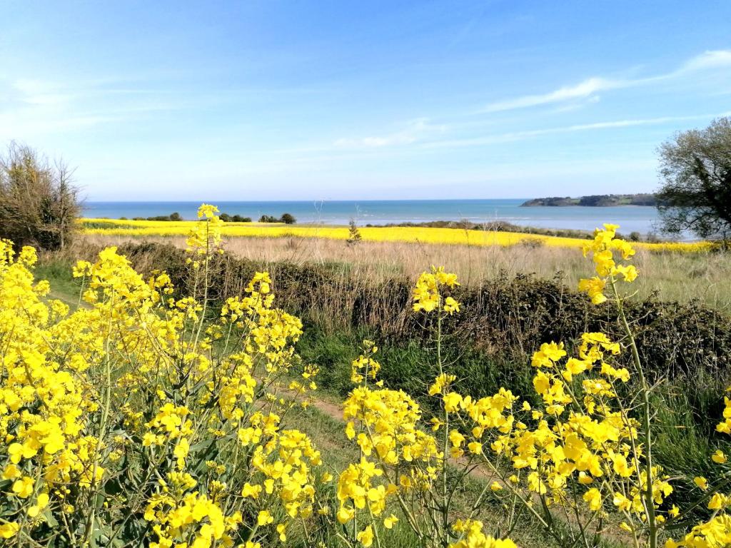 Langueuxにあるle Ti'Nid - Gîte de charme - Vue Merの海を背景に黄色い花畑