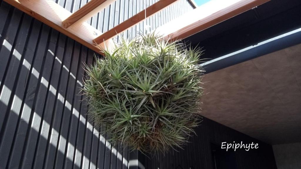 Fotografie z fotogalerie ubytování Epiphytes et succulentes v destinaci Paimpol