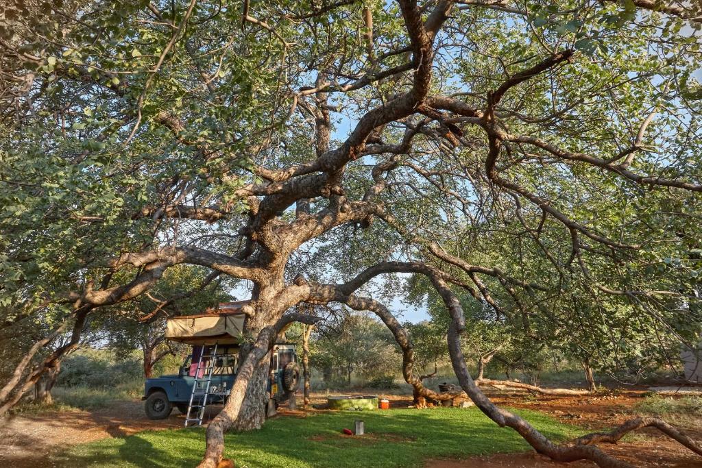 Ein Baum mit einem Haus darüber. in der Unterkunft ZuriCamp - Campsite Halishi in Tsumeb