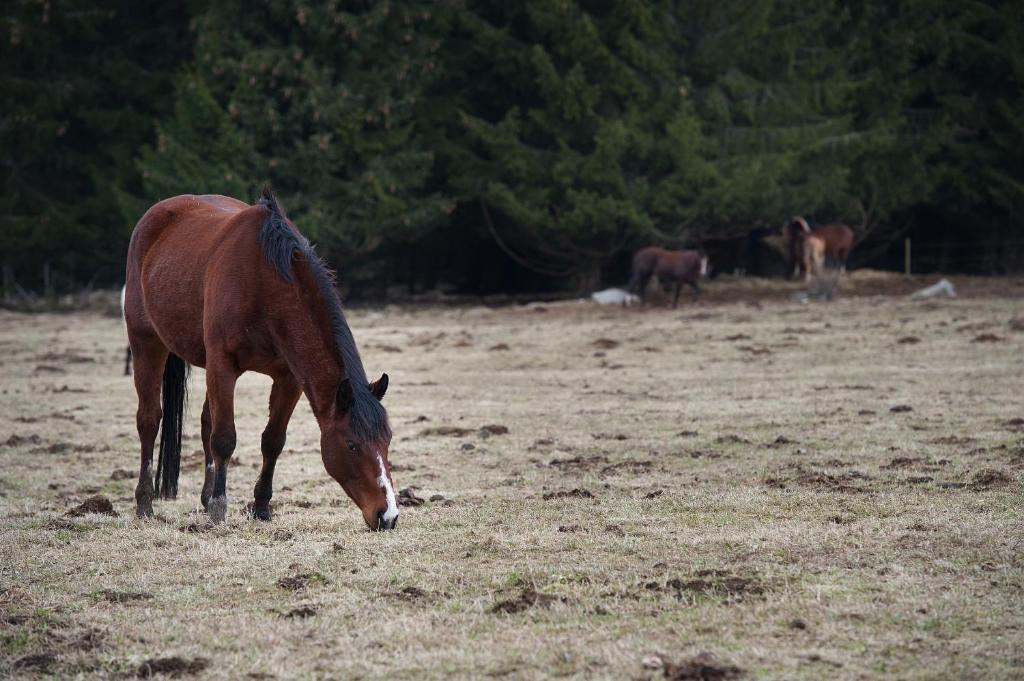 Zdjęcie z galerii obiektu Penzion Farma U Mauritzů w mieście Stožec