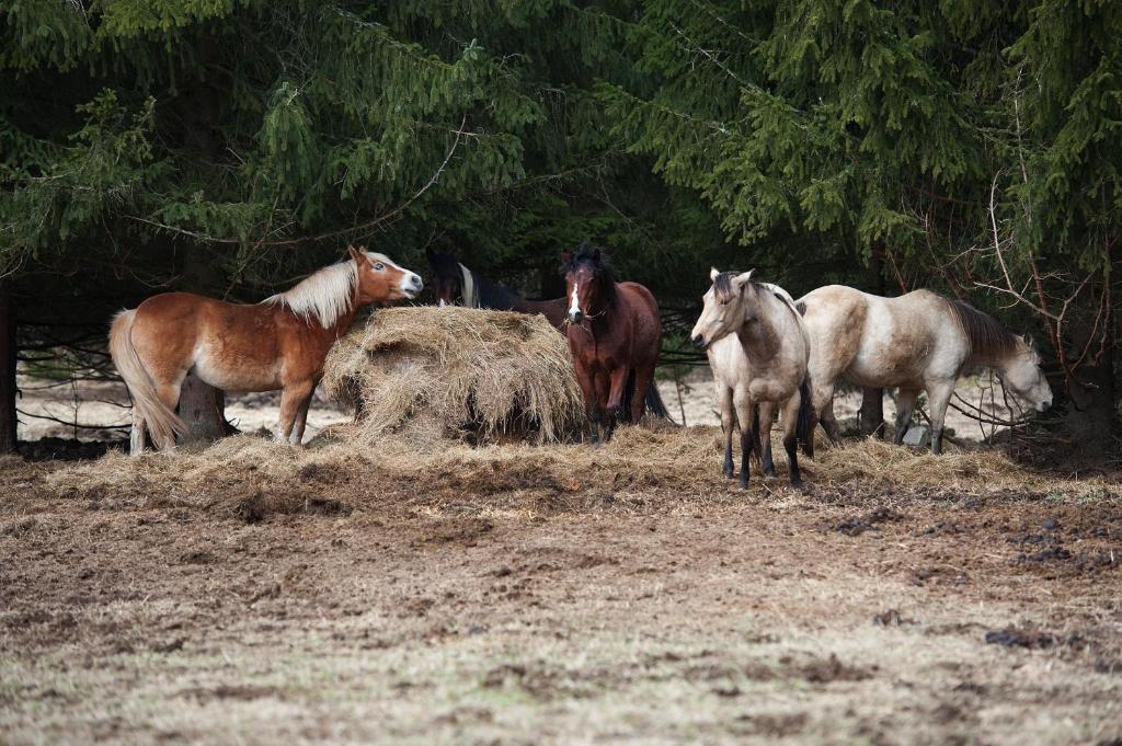 Zdjęcie z galerii obiektu Penzion Farma U Mauritzů w mieście Stožec