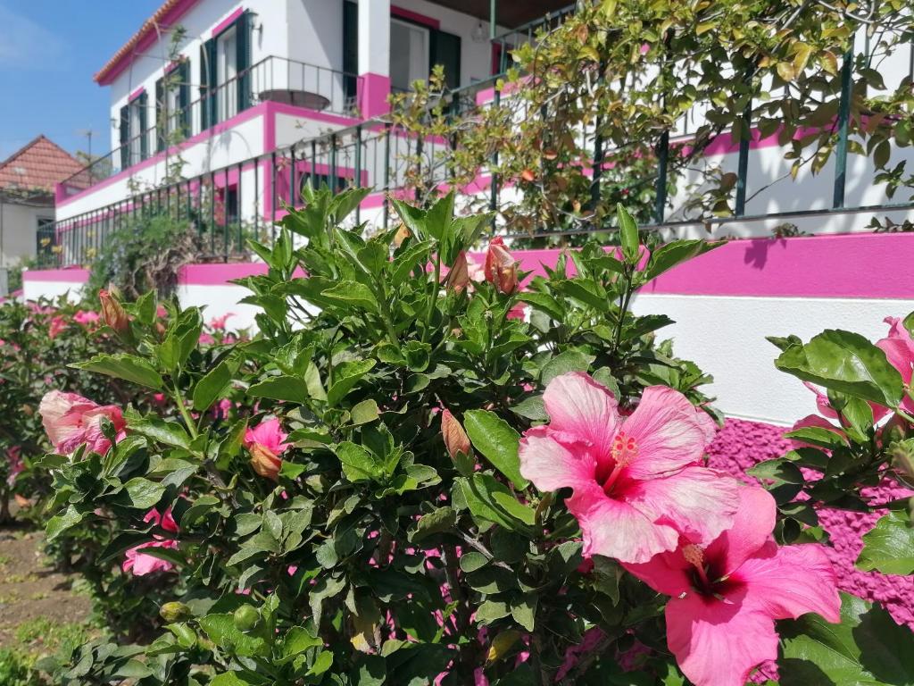 une brousse de fleurs roses devant un bâtiment rose dans l'établissement Westerland House, à Ribeira Brava