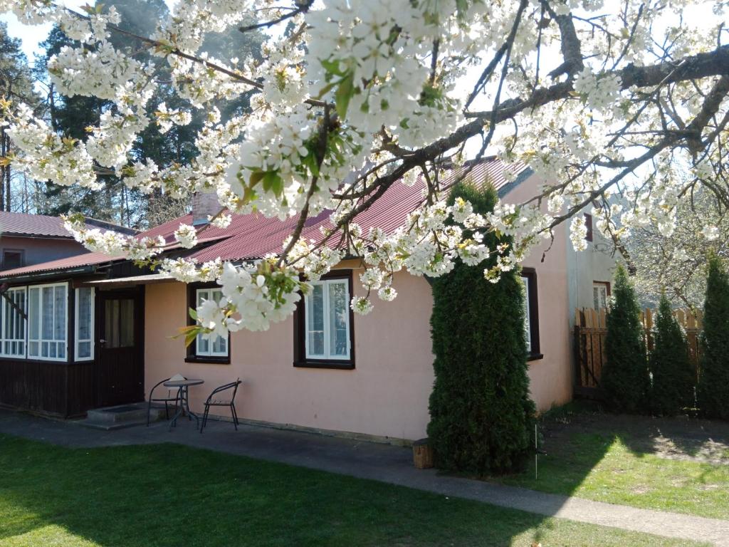 een huis met een boom met witte bloemen erop bij Zacisze in Supraśl