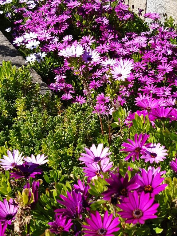 a bunch of purple and white flowers in a garden at Hôtel Ker-Noyal Quiberon Plage in Quiberon