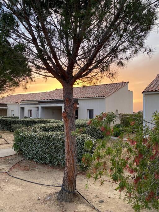 un arbre dans une cour à côté d'une maison dans l'établissement Ma paillote a LOZARI 6/8 pers vue mer avec piscine, à Palasca