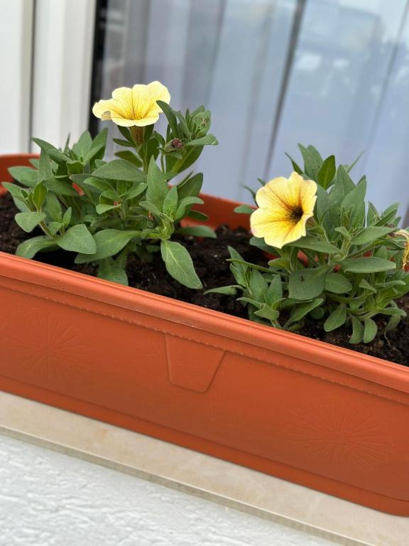 Apartmani Emily & Jully - 4