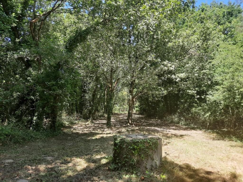 une crevette d'arbre au milieu d'une forêt dans l'établissement La Touche Martin, à Allards