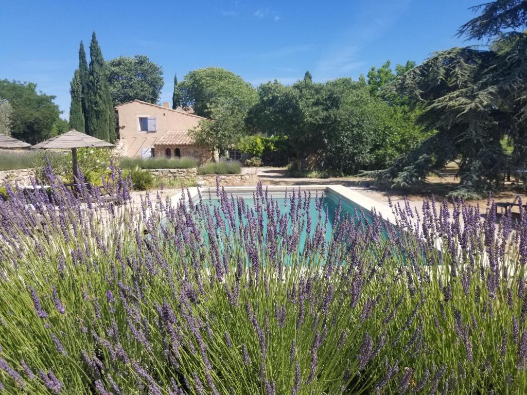 un jardín con flores púrpuras y una piscina en Domaine du Coffre en Pertuis