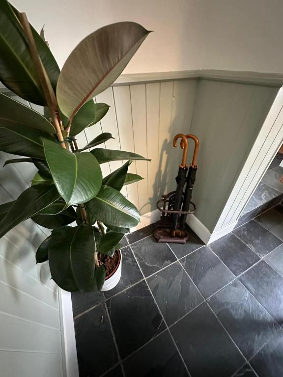 a plant sitting on a tiled floor in a room at The Railway Cottage Bridgnorth in Bridgnorth