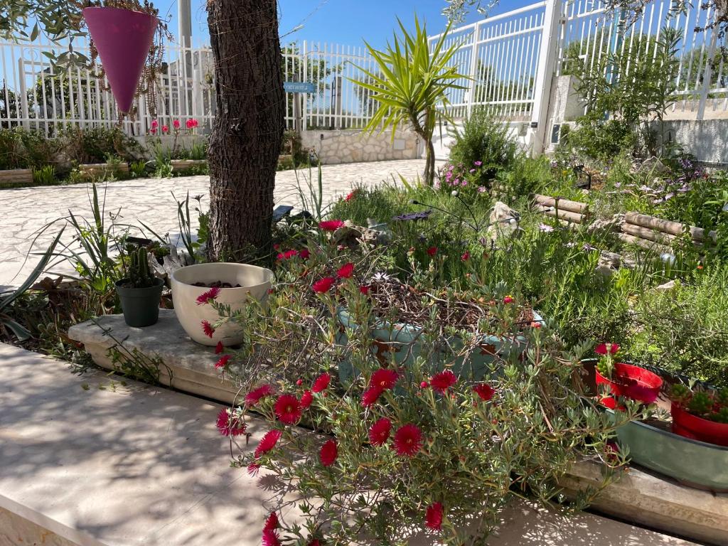 Zahrada ubytování B&B Case Vacanza Orchidea marina di Macchia vicino a Mattinata Gargano