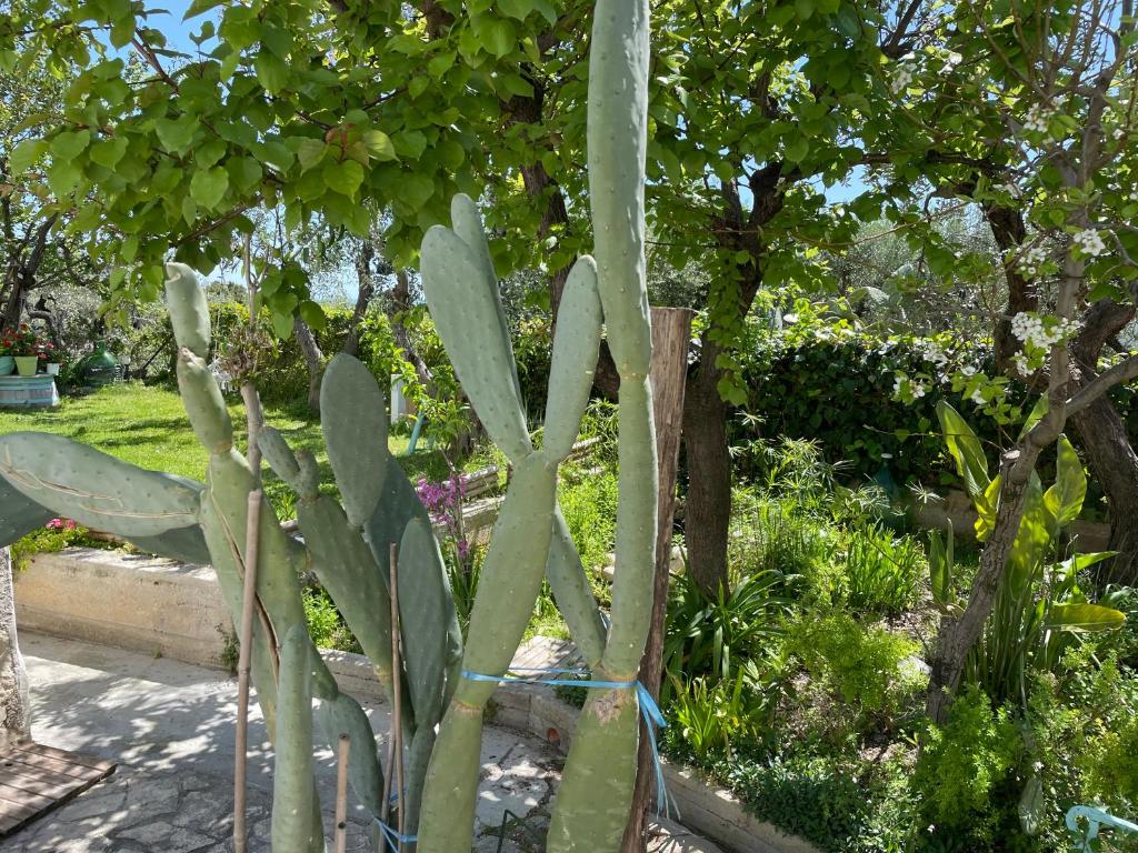 Zahrada ubytování B&B Case Vacanza Orchidea marina di Macchia vicino a Mattinata Gargano