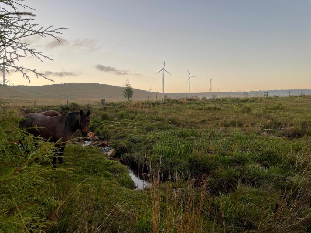 a cow standing next to a stream in a field with wind turbines at Mountain House in Bom Jardim da Serra