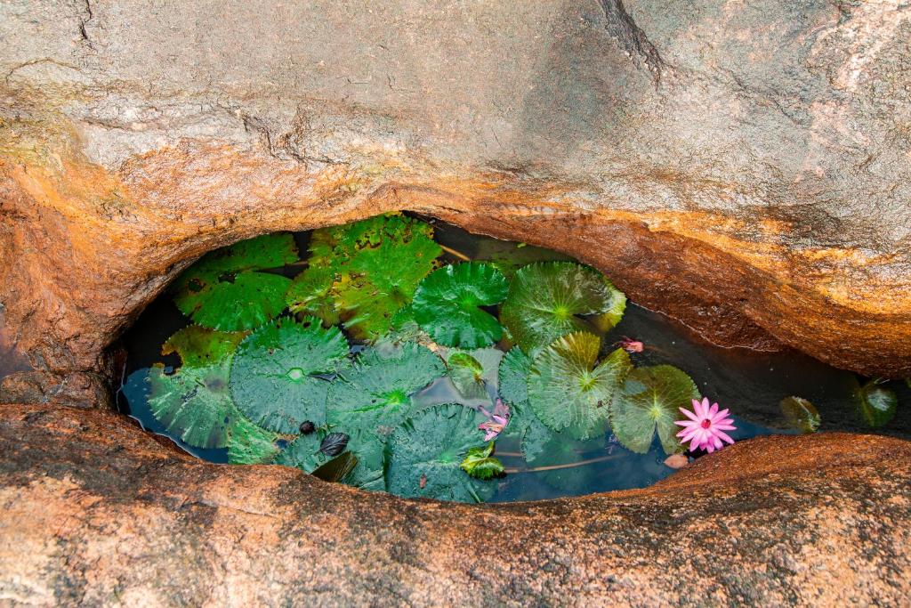 Fotografie z fotogalerie ubytování Yala Wild Hut - Yala v destinaci Tissamaharama