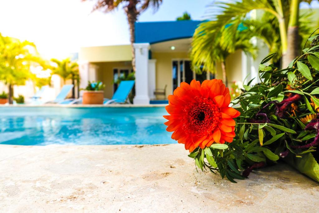 Bazén v ubytování Aqua Viva Suites nebo v jeho okolí