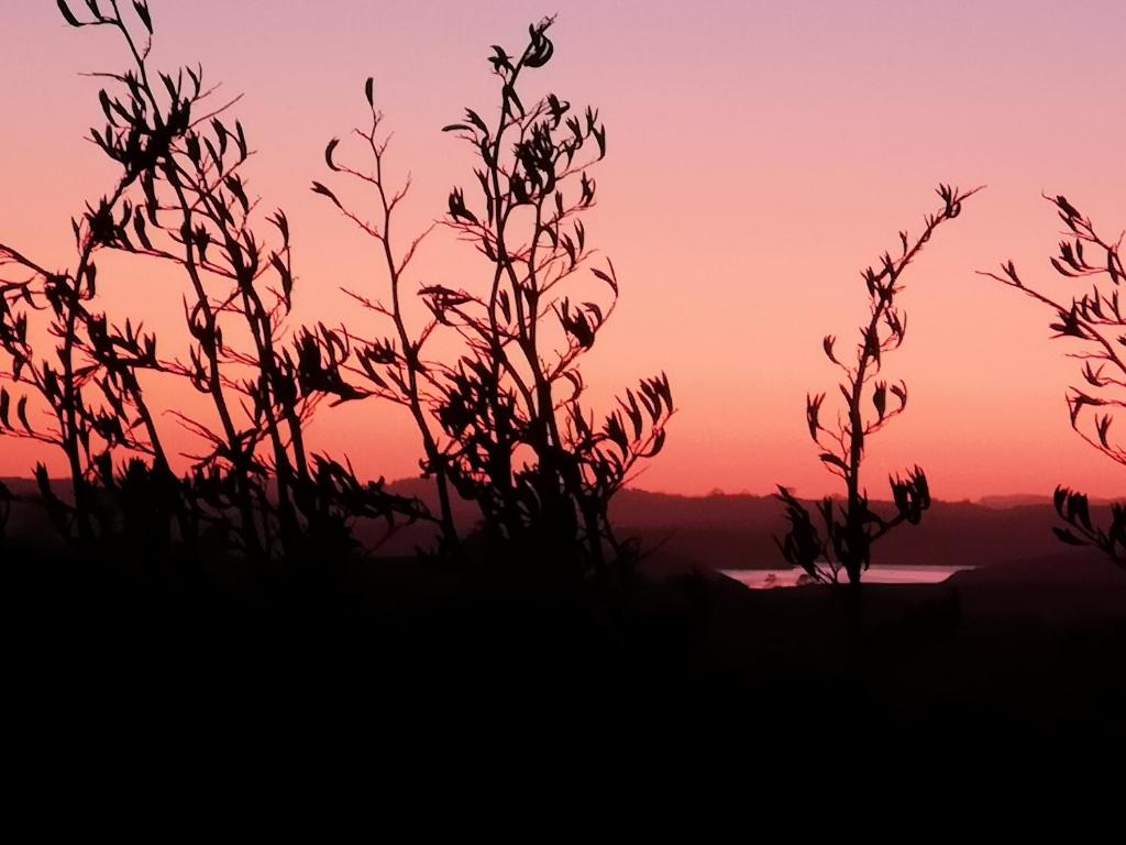 a silhouette of plants in front of a sunset at Hilltop Haven in Tinopai