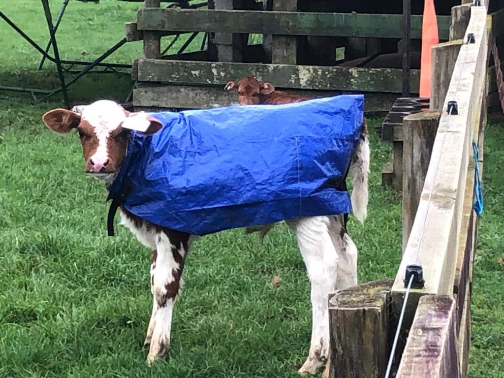 Summerfields B & B - Resim 28