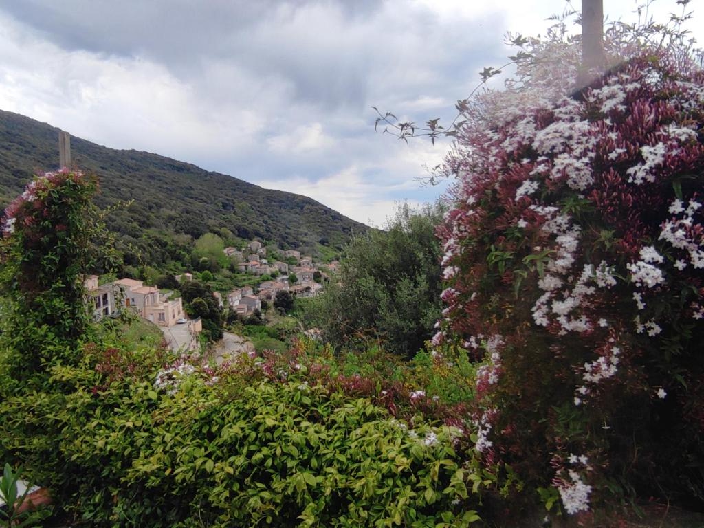 A Casa Vadiiolina - Villa Radriimas d'exception في Sollacaro: مجموعة من الزهور على تلة مع مدينة
