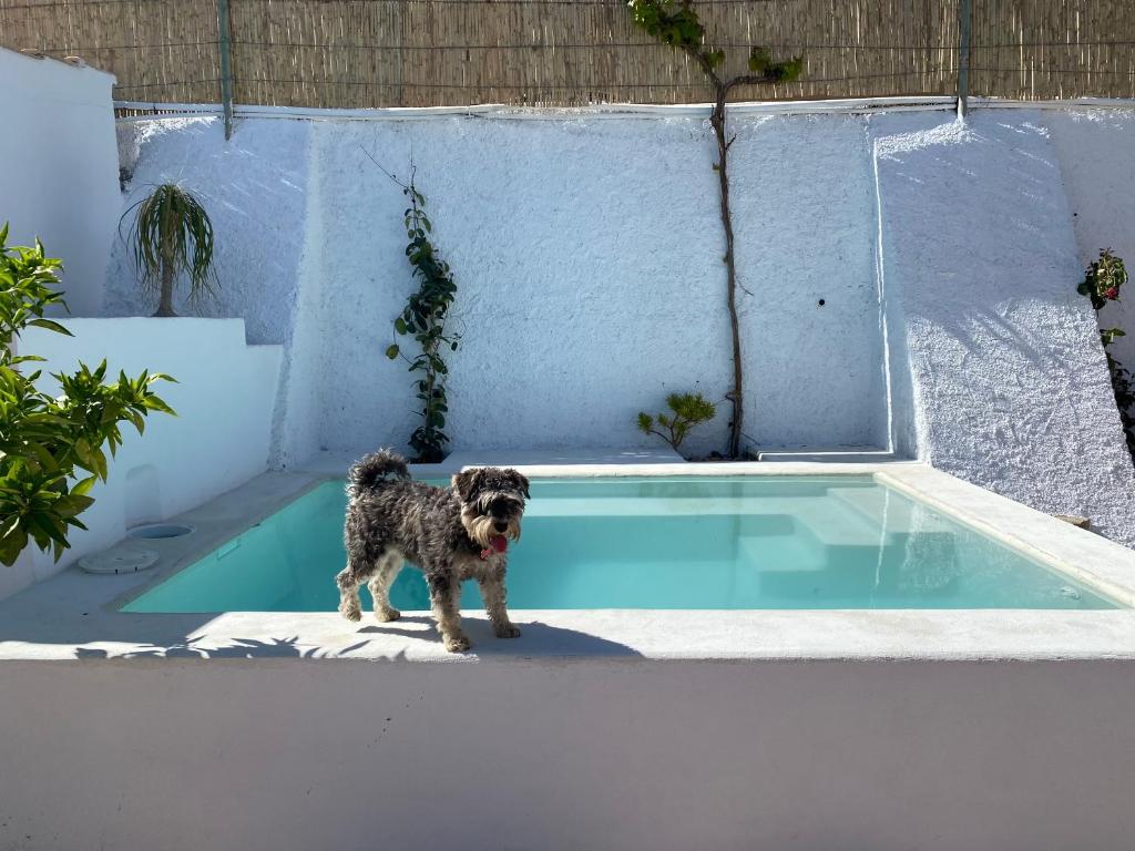 un perro pequeño parado junto a una piscina en El Majuelo 2, en Níjar