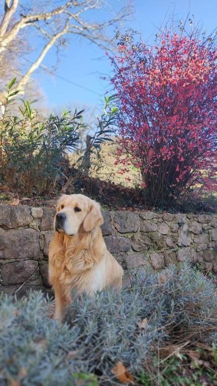 a dog sitting in the grass next to a stone wall at GITE IBARLA BORDA in Bidarray