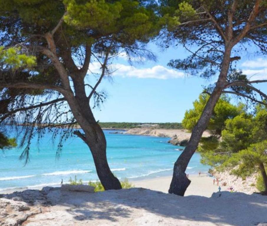 two trees on a beach with the ocean at Appart 30 m2 cosy 2 personnes 1 grande chambre en mezzanine in Saint-Mitre-les-Remparts