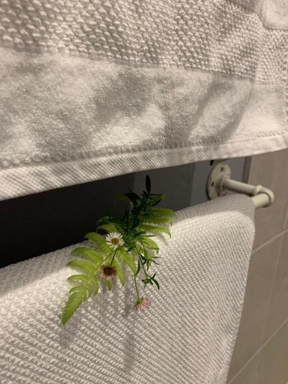 a green plant sitting on top of a white curtain at Greenwood Lea Cottage - luxury, romantic cottage in Hilton