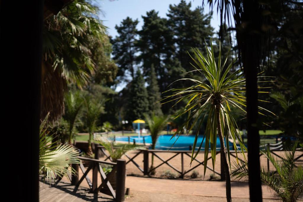 eine Palme vor einem Pool in der Unterkunft Valle Del Sol Quillón in Quillón