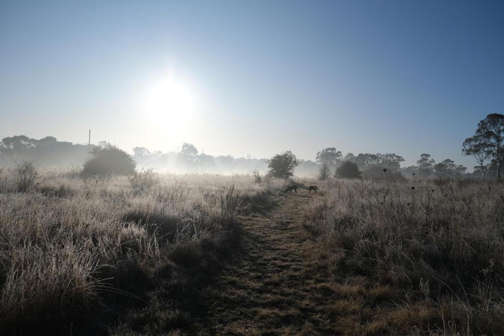 a dirt path in a field with the sun in the background at Twodogfolly in Armidale