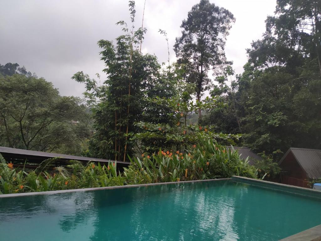 Piscina de la sau aproape de Rainforest View Hostal And Rainforest Tours