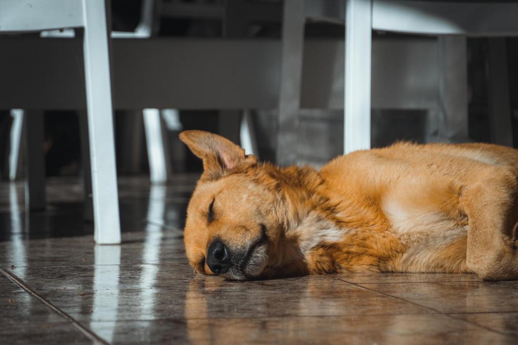 a dog sleeping on the floor under a table at Guesthouse Lord Byron in Tepelenë