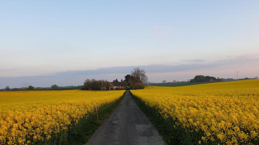 um campo de flores amarelas e uma estrada de terra em Salarpsgården em Hammenhög