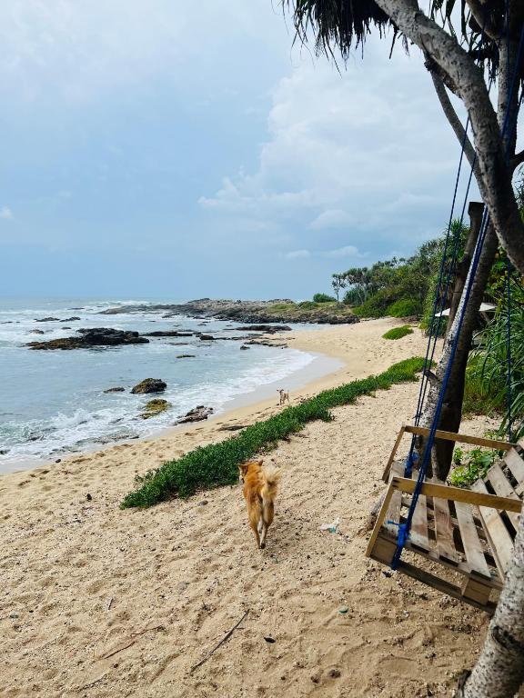 un cane che cammina su una spiaggia vicino all'oceano di All View Resort a Tangalle