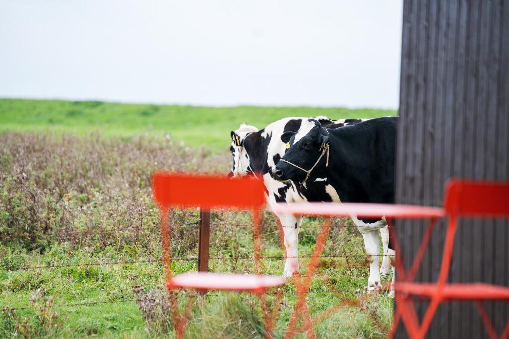 una mucca in piedi in un campo vicino a due sedie rosse di Tiny House Nature 6 Zur Kuhweide - Green Tiny Village Harlesiel a Carolinensiel