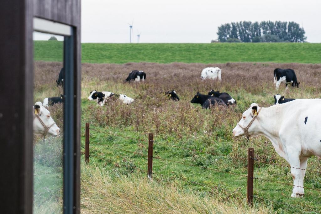 a herd of cows grazing in a field at Tiny House Nature 13 Zur Kuhweide - Green Tiny Village Harlesiel in Carolinensiel