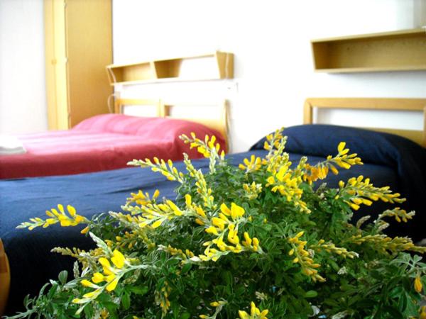 eine Pflanze mit gelben Blumen vor dem Bett in der Unterkunft Affittacamere Arcobaleno in San Leo