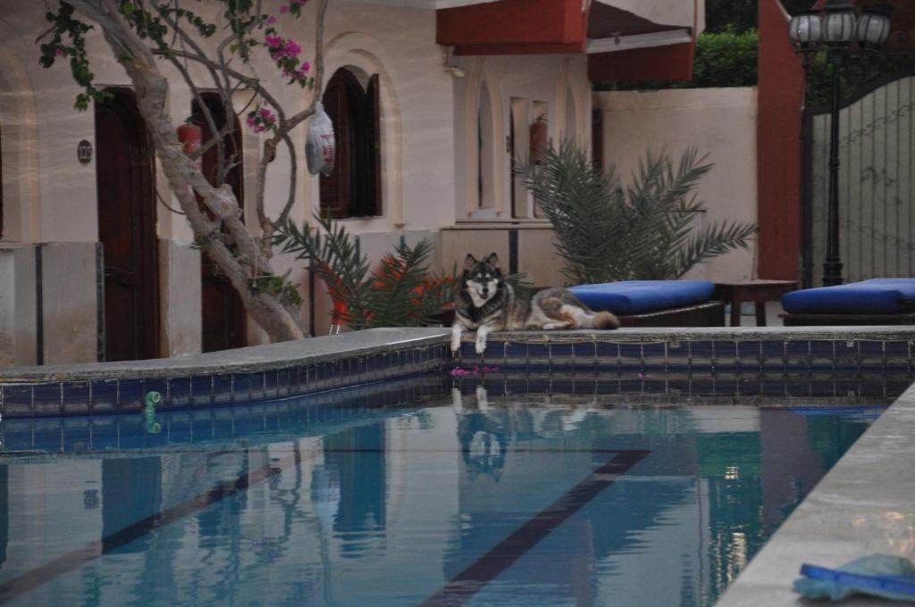 Bazén v ubytování Dahab Plaza Hotel nebo v jeho okolí
