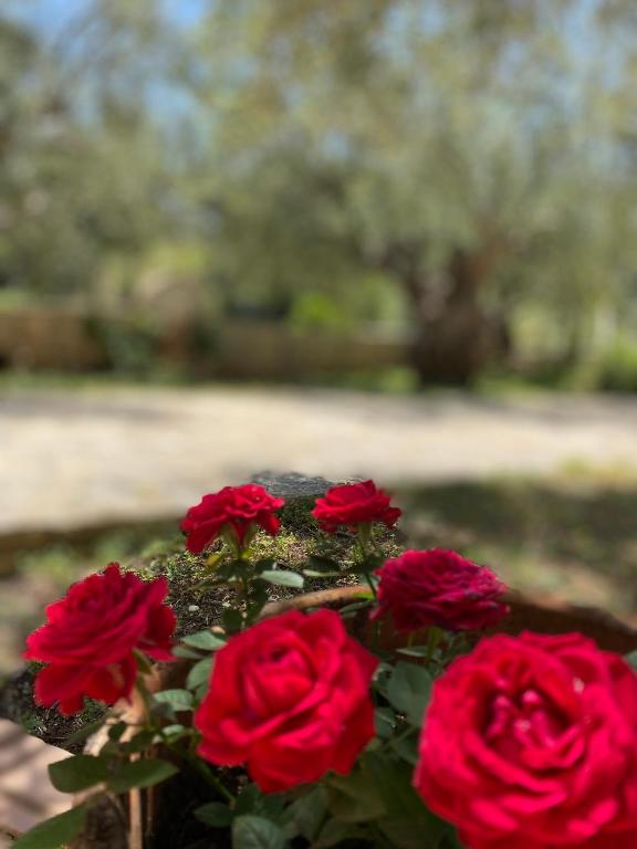 Zahrada ubytování Oliveto e mare