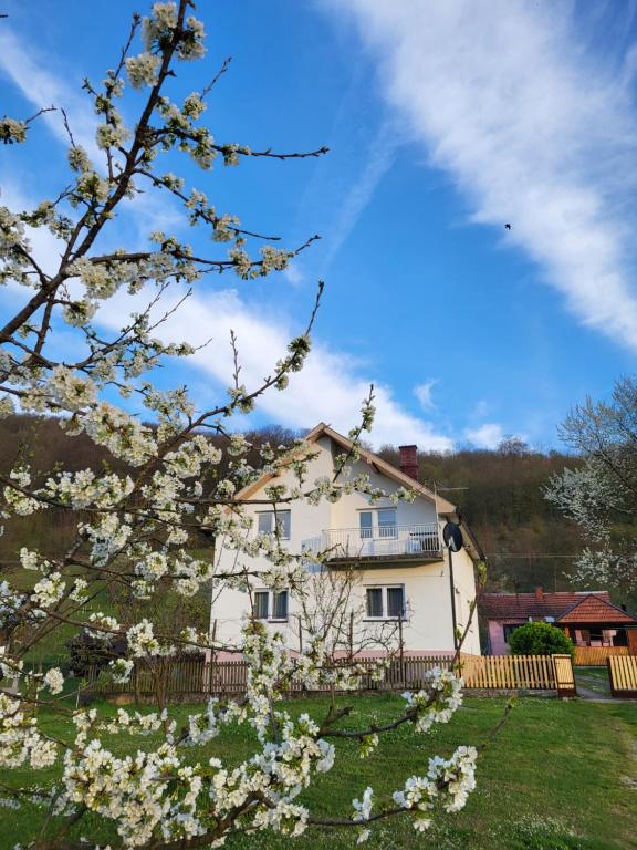 a white house with a flowering tree in the foreground at Apartman Gavro in Bajina Bašta